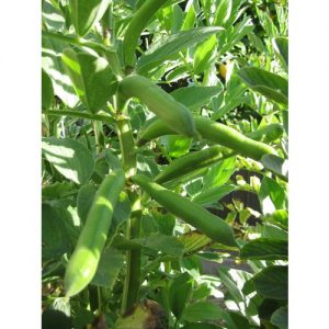 Broad Bean, Aquadulce (Long Pod)