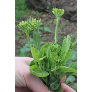 Broccoli, Chinese (Hong Kong)