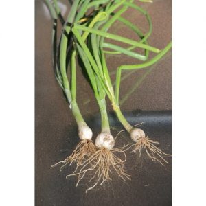 Bunching Onion, White Lisbon