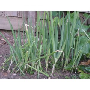 Bunching Onion, Winter Ishikura