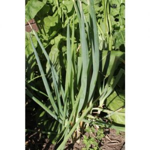 Bunching Onions, Evergreen Bunching