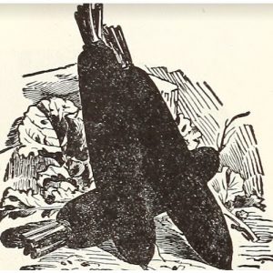 Radish, Black Spinach Long