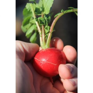Radish, Champion
