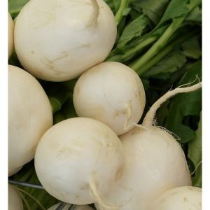 Radish, White Beauty