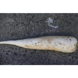 Radish, White Icicle
