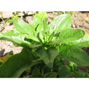 Spinach, Amsterdam Giant